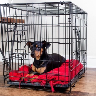Клетки для собак: назначение, тонкости выбора, изготовления и установки