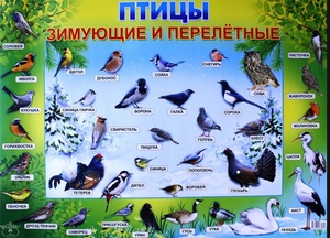 Зимующие (оседлые) и кочующие птицы: список видов, названия, фото и характеристика