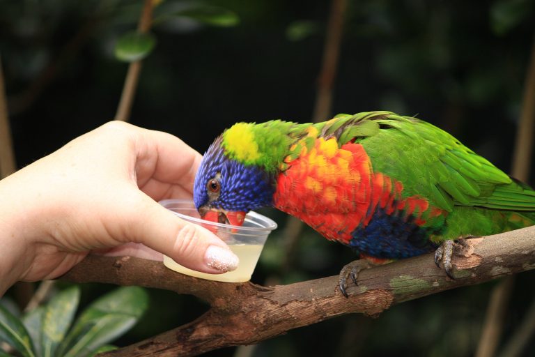 Многоцветный попугай лорикет: фото, образ жизни