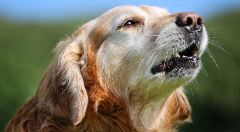 Команда «голос» для собаки: как научить?
