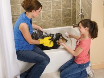 Как ухаживать за домашними животными: советы ребёнку