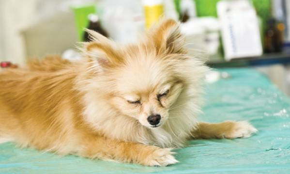 Мозжечковая атаксия у собак лечение. виды и причины появления атаксии у взрослых собак и щенков