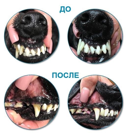 Зубной камень у собаки: способы удаления