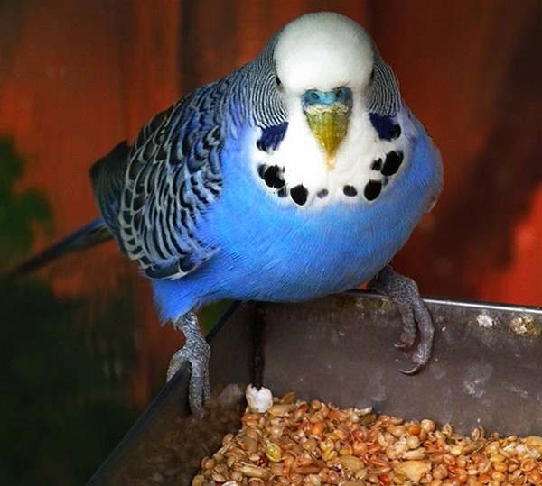 Топ-10 лучших кормов для волнистых попугаев