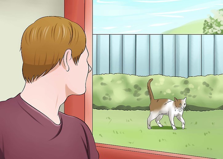 Как поймать любого кота в ловушку?