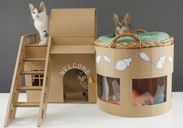 Почему кошки любят коробки? 7 основных причин