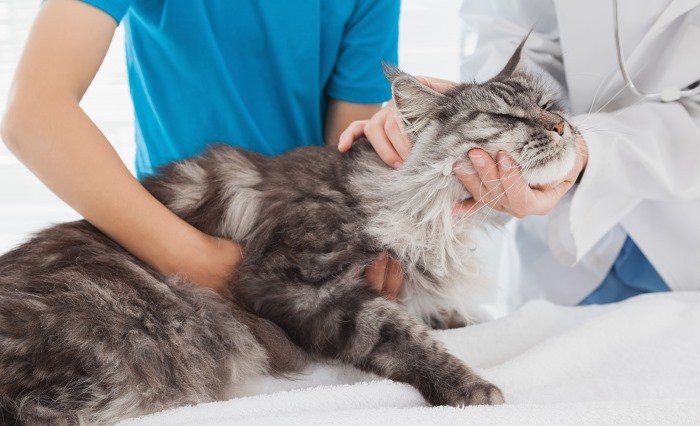 Лечение панлейкопении у кошек: симптомы и профилактика