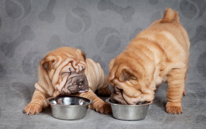 Когда и как переводить щенка на сухой корм: советы ветеринара