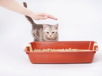 Как приучить котенка к лотку в квартире: быстро и легко
