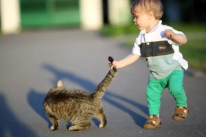 Почему нельзя обижать кошек? приметы и суеверия