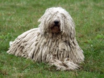 Большая белая собака: название породы