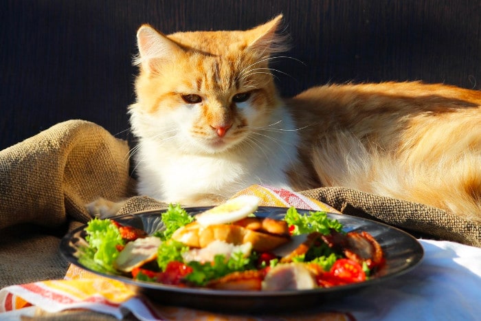 Сколько раз в день надо кормить котенка или взрослую кошку (кота)