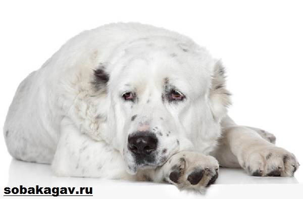 Подробная характеристика породы собак алабай. почему заводить эту собаку стоит только активным людям?