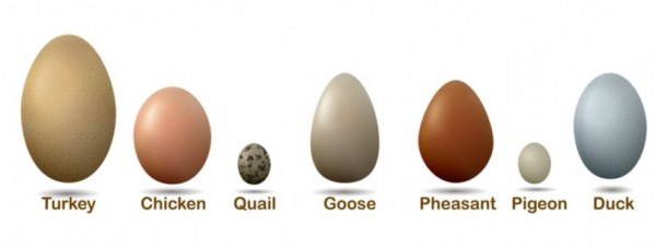 Яйцо индейки и куриное яйцо - сравнение яиц