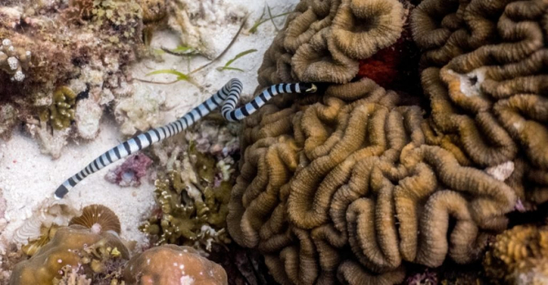 Самое страшное животное в мир: морская змея Белчера