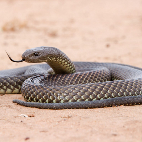 Королевская коричневая змея, свернувшаяся в песке