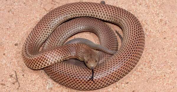 Самые большие змеи: королевская коричневая змея