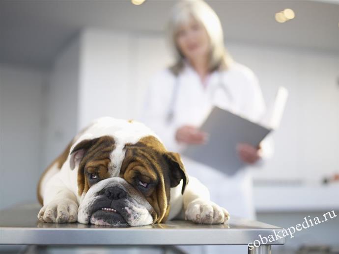 Самые распространенные болезни почек у собак