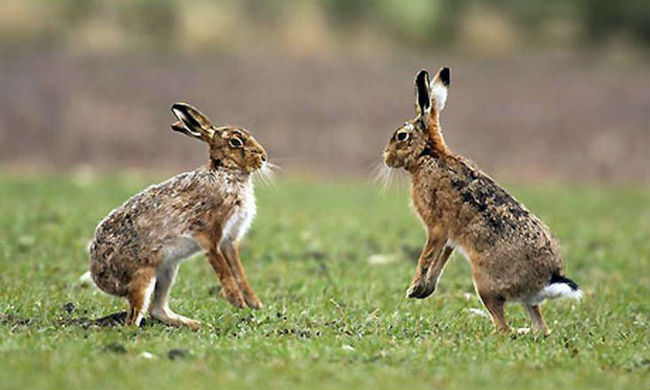 Звуки, которые издают кролики, и их значение