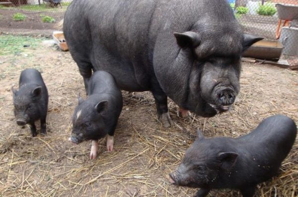 Самое важное о декоративных свинках мини пигах, чем кормить, разведение