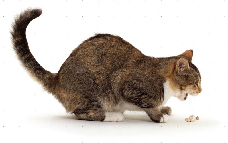 Глисты у кошек (гельминтозы)