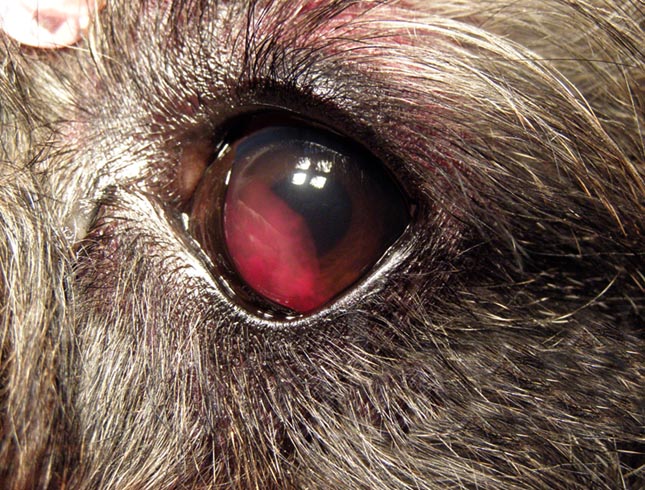 Как остановить кровотечение у собаки из когтя в домашних условиях