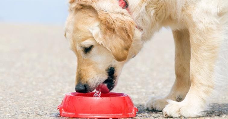 Понос у собаки что дать из лекарств, лечение в домашних условиях