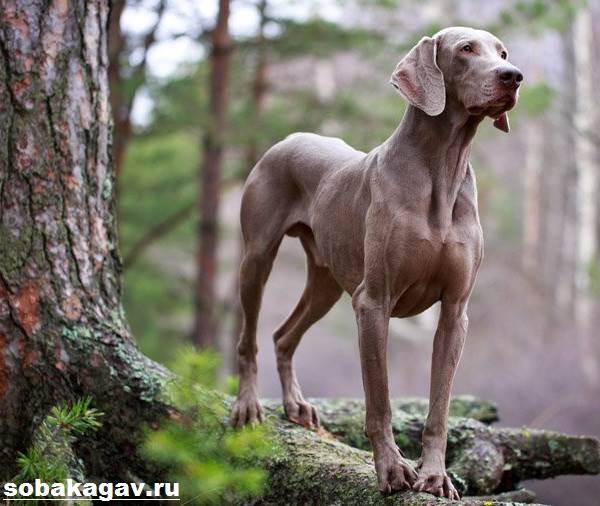 Описание породы веймаранер с фото: внешний вид, характер, особенности дрессировки собаки