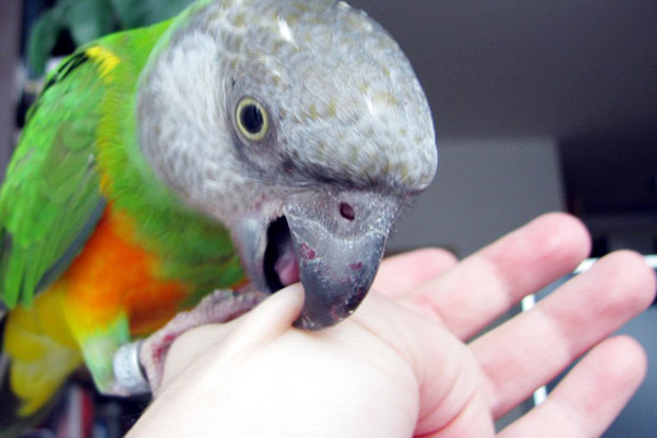 Почему кусаются попугаи?