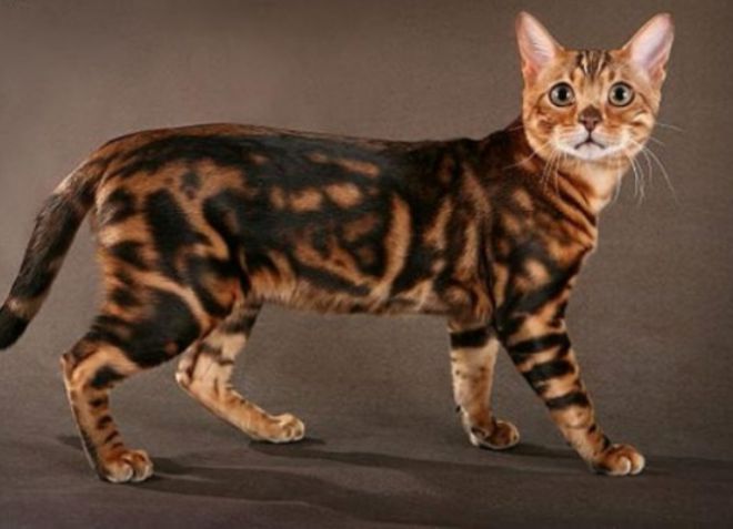 Бенгальская кошка описание породы
