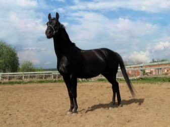 Сфера применения тракененской породы лошадей