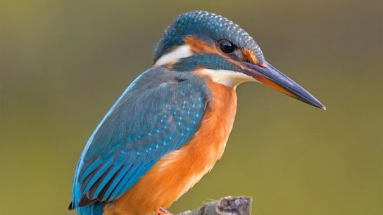 За последние 30 лет в башкирии появилось 40 новых видов птиц