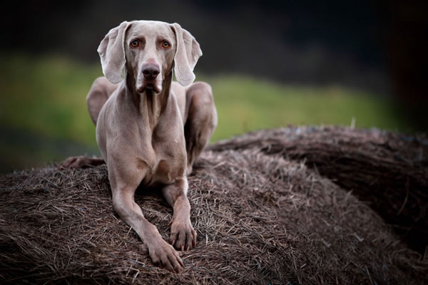Описание породы веймаранер с фото: внешний вид, характер, особенности дрессировки собаки