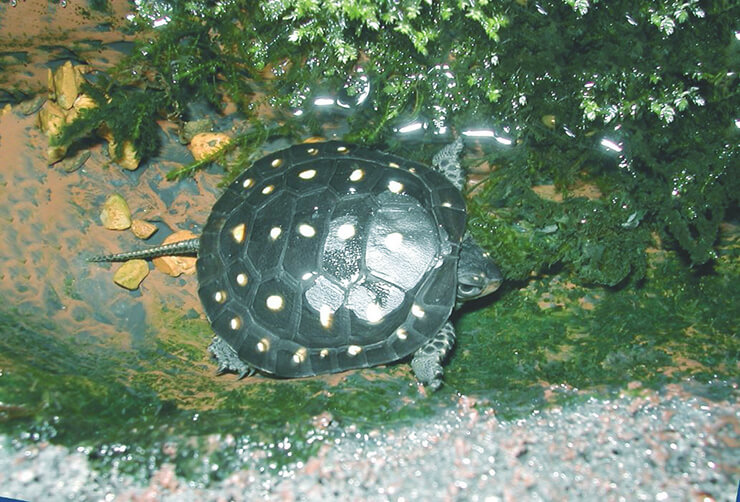 Двухкоготная, или свинорылая черепаха (carettochelys insculpta)