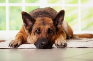 Разрыв связок у собаки: симптомы и лечение
