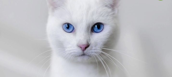 Кошки-альбиносы