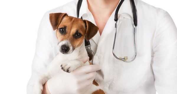 Плюсы и минусы стерилизации собак: в каком возрасте лучше стерилизовать животное, можно ли это делать во время течки?