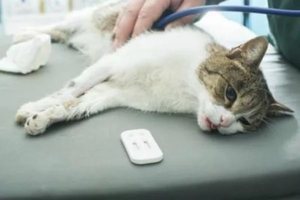 Лечение панлейкопении у кошек: симптомы и профилактика