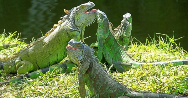 группа-зеленых-игуан-у-озера
