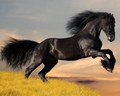 Необычные и интересные факты о лошадях