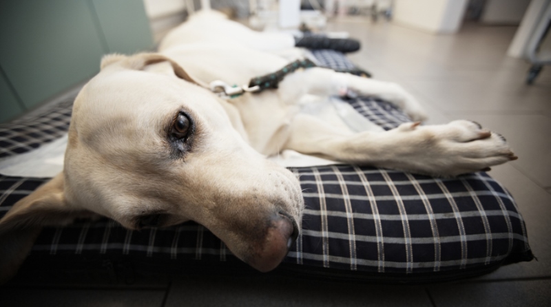 Глисты у собак: симптомы, лечение и профилактика