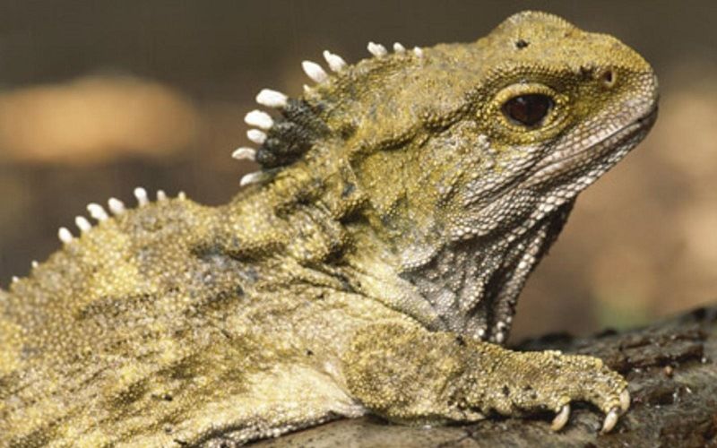 Не такой как все или 10 самых странных рептилий нашей планеты