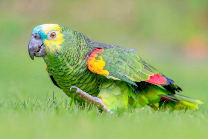 Популярные разновидности волнистых попугайчиков
