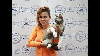 Рассписание выставок кошек в москве в 2020 году