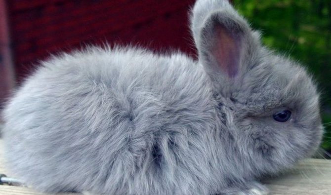 Продолжительность жизни декоративных кроликов