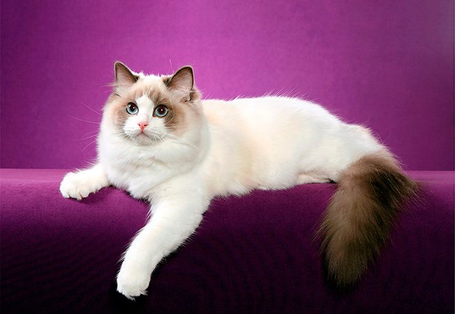 Толстый белый ласковый кот