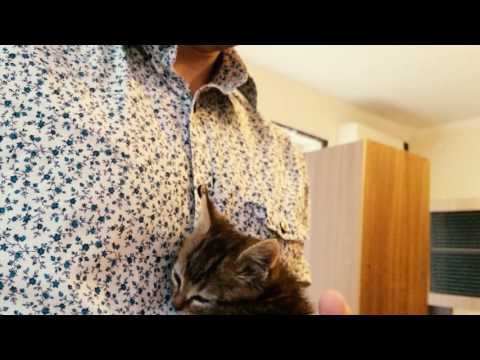 Как приручить дикую кошку или котёнка к своим рукам