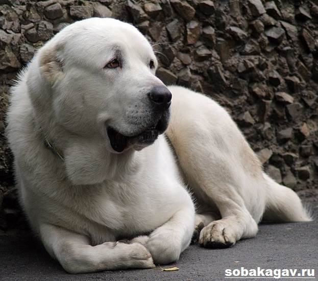 Подробная характеристика породы собак алабай. почему заводить эту собаку стоит только активным людям?