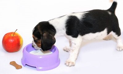 Питание щенка: составление рациона, меню на день, особенности и важные нюансы