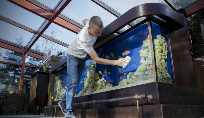 Уборка в аквариуме: чистка грунта, фильтра, стекол от налета